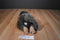 Commonwealth Brown and Beige Capuchin Monkey 2000 Plush