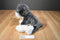 Jaag Gray and White Schnauzer 2017 Beanbag Plush