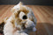 Dan Dee Brown and White Mottled Bunny Rabbit Plush