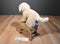 Douglas Spankie Yellow Lab Beanbag Plush