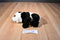 Douglas Cookie the Panda 2012 Beanbag Plush