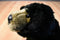 Save Our Space SOS Black Bear Beanbag Plush