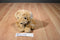 Aurora Floppy Curly Golden Retriever Beanbag Plush