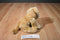 Aurora Floppy Curly Golden Retriever Beanbag Plush