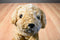 Aurora Floppy Curly Golden Retriever Beanbag Plush