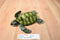 Fiesta Green Sea Turtle Plush