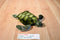 Fiesta Green Sea Turtle Plush