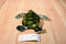 Fiesta Green Sea Turtle Plush