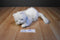 Ty Classic Sugar White Persian Cat 2002 Beanbag Plush With Blue Bow
