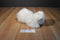 Ty Classic Sugar White Persian Cat 2002 Beanbag Plush With Blue Bow