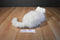 Ty Classic Sugar White Persian Cat 2002 Beanbag Plush With Blue Bow