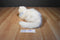 Ty Classic Sugar White Persian Cat 2002 Beanbag Plush With Blue Bow