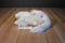 Ty Classic Sugar White Persian Cat 2002 Beanbag Plush With Blue Bow