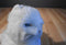 Ty Classic Sugar White Persian Cat 2002 Beanbag Plush With Blue Bow