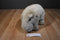 Dakin Grey Hippo Beanbag Plush