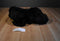 Wishpets Molly the Black Bear 2000 Plush