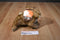 Hartz Brown Bunny Rabbit Squeaking Dog Toy Plush