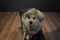 Trade Secret Beige Teddy Bear Ives 2002 Beanbag Plush