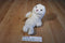 Ty Classic Misty the White Seal 1997 Beanbag Plush