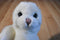 Ty Classic Misty the White Seal 1997 Beanbag Plush