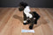 Douglas Durango Indian Paint Horse Beanbag Plush