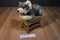 Aurora Miyoni Grey Wolf Beanbag Plush