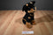 Toy Netwokk Sitting Rottweiler with Spiked Collar