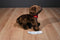 Douglas C. C. Bean Chocolate Lab Beanbag Plush