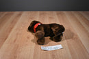 Douglas C. C. Bean Chocolate Lab Beanbag Plush