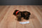 Douglas C. C. Bean Chocolate Lab Beanbag Plush