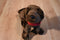 Douglas C. C. Bean Chocolate Lab Beanbag Plush