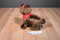 Douglas C. C. Bean Chocolate Lab Beanbag Plush