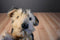 Aurora Flopsie Yorky the Gray and Tan Yorkshire Terrier Beanbag Plush