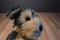 Aurora Flopsie Yorky the Gray and Tan Yorkshire Terrier Beanbag Plush