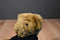 Vermont Teddy Bear The Love Bandit Brown Bear Plush