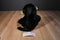 Tri Russ Target Chimp with Red Heart and Small Monkey Beanbag Plush