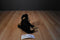 Tri Russ Target Chimp with Red Heart and Small Monkey Beanbag Plush