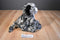 Wildlife Artists Black and Grey Spotted Snow Leopard Cub 2015 Plush