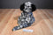 Wildlife Artists Black and Grey Spotted Snow Leopard Cub 2015 Plush