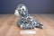 Aurora Baby Snow Leopard Cub Beanbag Plush With Blue Eyes