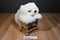 Ty Clasic White Baby Paws 1997 Beanbag Plush With Brown Toe Pads