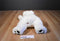 Ty Clasic White Baby Paws 1997 Beanbag Plush With Brown Toe Pads