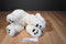 Ty Clasic White Baby Paws 1997 Beanbag Plush With Brown Toe Pads