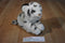 Animal Alley White Tiger Cub Beanbag Plush With Blue Eyes