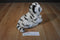 Animal Alley White Tiger Cub Beanbag Plush With Blue Eyes