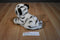 Animal Alley White Tiger Cub Beanbag Plush With Blue Eyes
