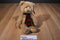 Mary Meyer Strudel Bear Beanbag Plush Wearing a Plaid Scarf