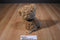 Mary Meyer Strudel Bear Beanbag Plush Wearing a Plaid Scarf