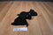 Ty Buddies Radar the Black Bat 2001 Beanbag Plush With Brown Eyes