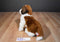 Douglas Oma Saint Bernard Dog Beanbag Plush